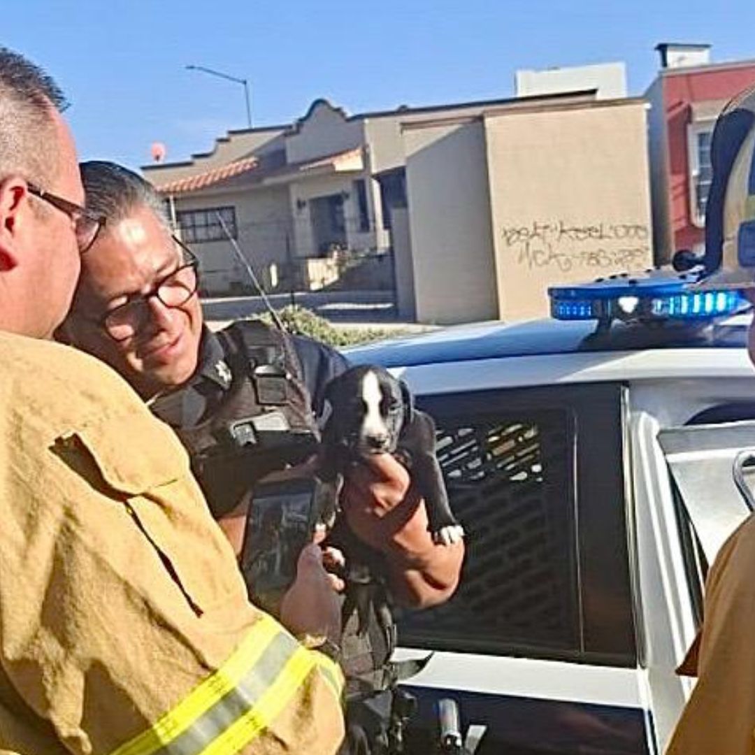 Rescatan a Cachorro Encerrado en Vehículo en Colonia Punta Banda, Ensenada